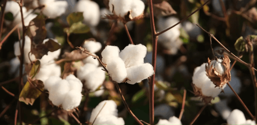 Raw cotton pods on the plant